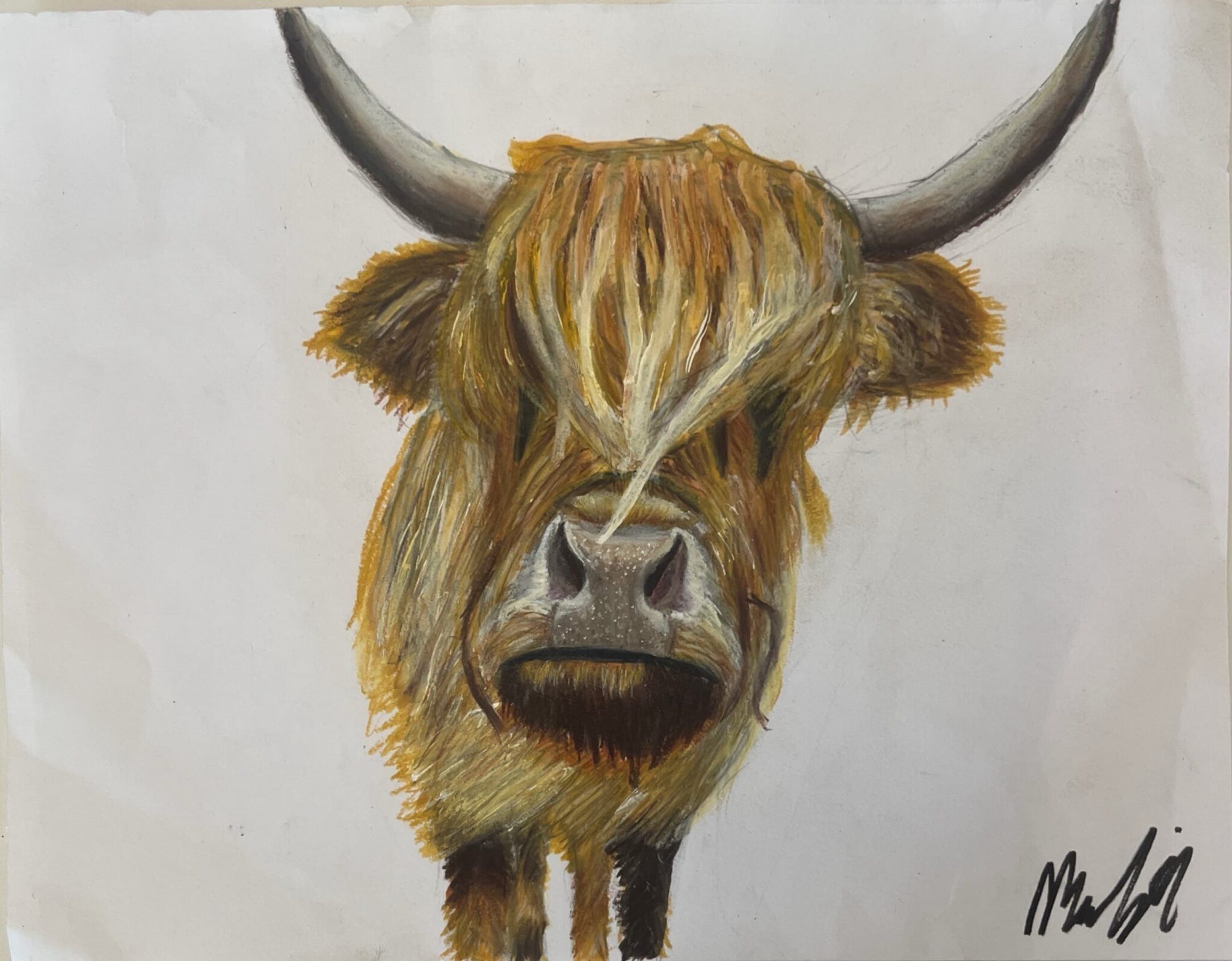 Highland Cow art for my mother’s birthday.